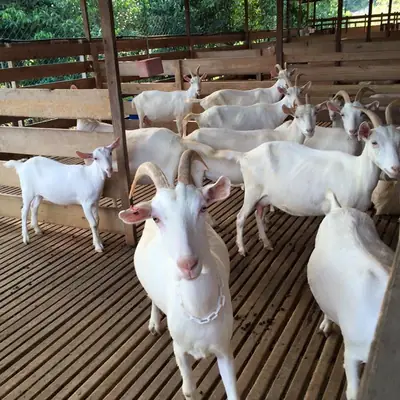 Qurban