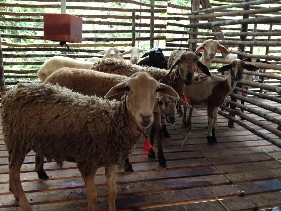 Khasiat & Kelebihan Daging Kambing