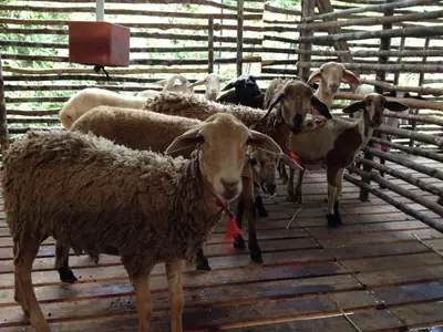 Khasiat & Kelebihan Daging Kambing