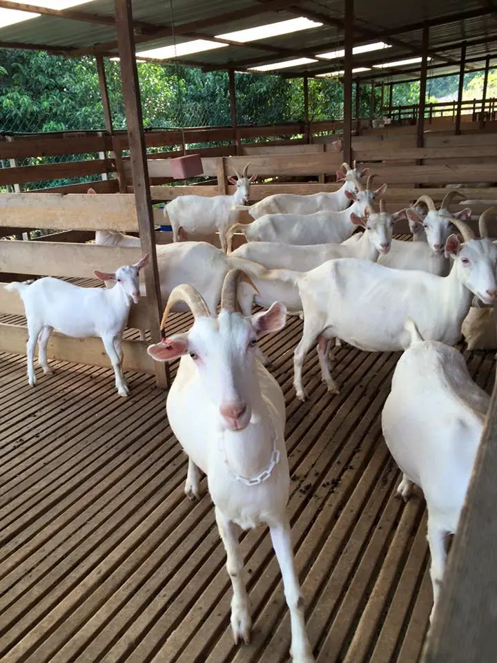 PAKEJ KAMBING
