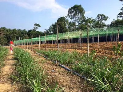 Kebun Sayur Tanaman Segar
