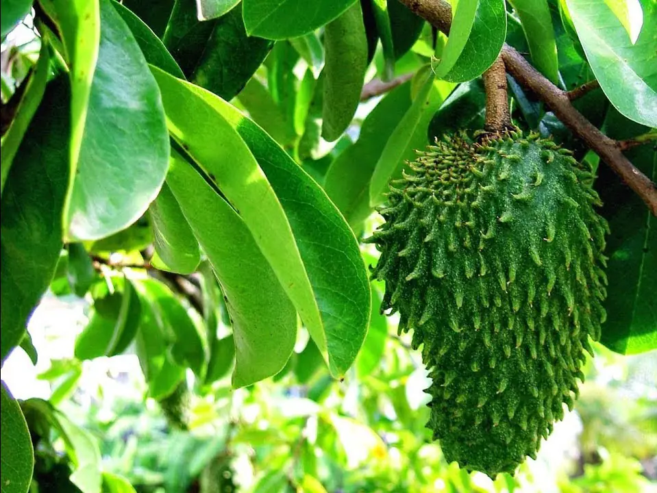 RAMBUT SIHAT DENGAN ASBAB DURIAN BELANDA