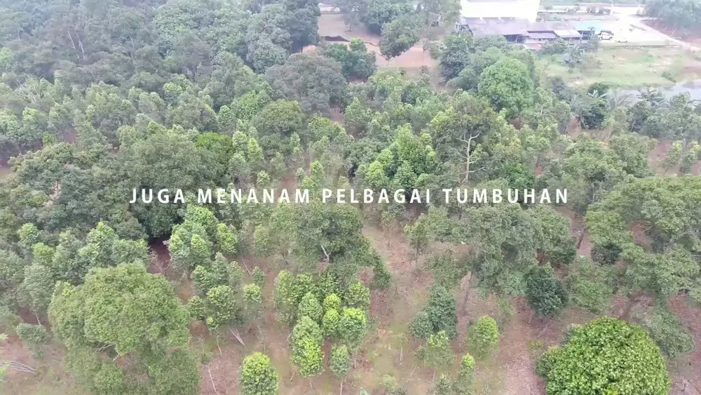 Inilah ladang kami di mana kami menternak kambing