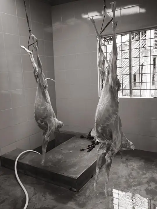 2 ekor kambing aqiqah 200 set nasi putih + masak Kurma