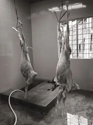Dua ekor kambing aqiqah dengan 200 set nasi